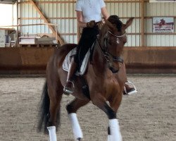 dressage horse Lexandria (Hanoverian, 2014, from Londontime)