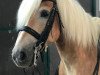 stallion Ataan (Haflinger, 2005, from Alban)