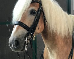 stallion Ataan (Haflinger, 2005, from Alban)