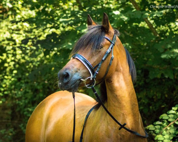 dressage horse Carlos D (German Riding Pony, 2009, from Classic Dancer II)