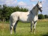 dressage horse Chablis La Premiere (Westphalian, 2008, from Contini)