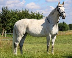 dressage horse Chablis La Premiere (Westphalian, 2008, from Contini)