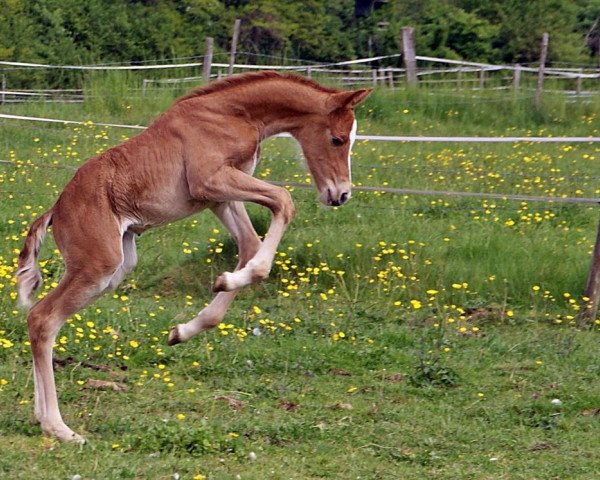 horse Cidney CH (Zweibrücken, 2014, from Claudino)