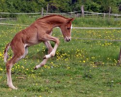 Pferd Cidney CH (Zweibrücker, 2014, von Claudino)