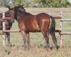 horse Dance all Day (Oldenburger Springpferd, 2018, from Ogano Sitte)