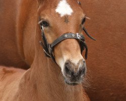 horse Legacy in the Sky (Oldenburger Springpferd, 2020, from L'Elu de Dun AA)