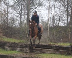 dressage horse Flotte Puppe (Saxony-Anhaltiner, 1998, from Farinelli)