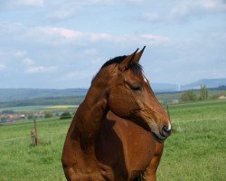 Zuchtstute Samland Gräfin (Trakehner, 2002, von Graf Lindenau)