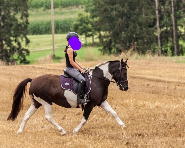 dressage horse Malika S (Hucul, 2016, from Lando)