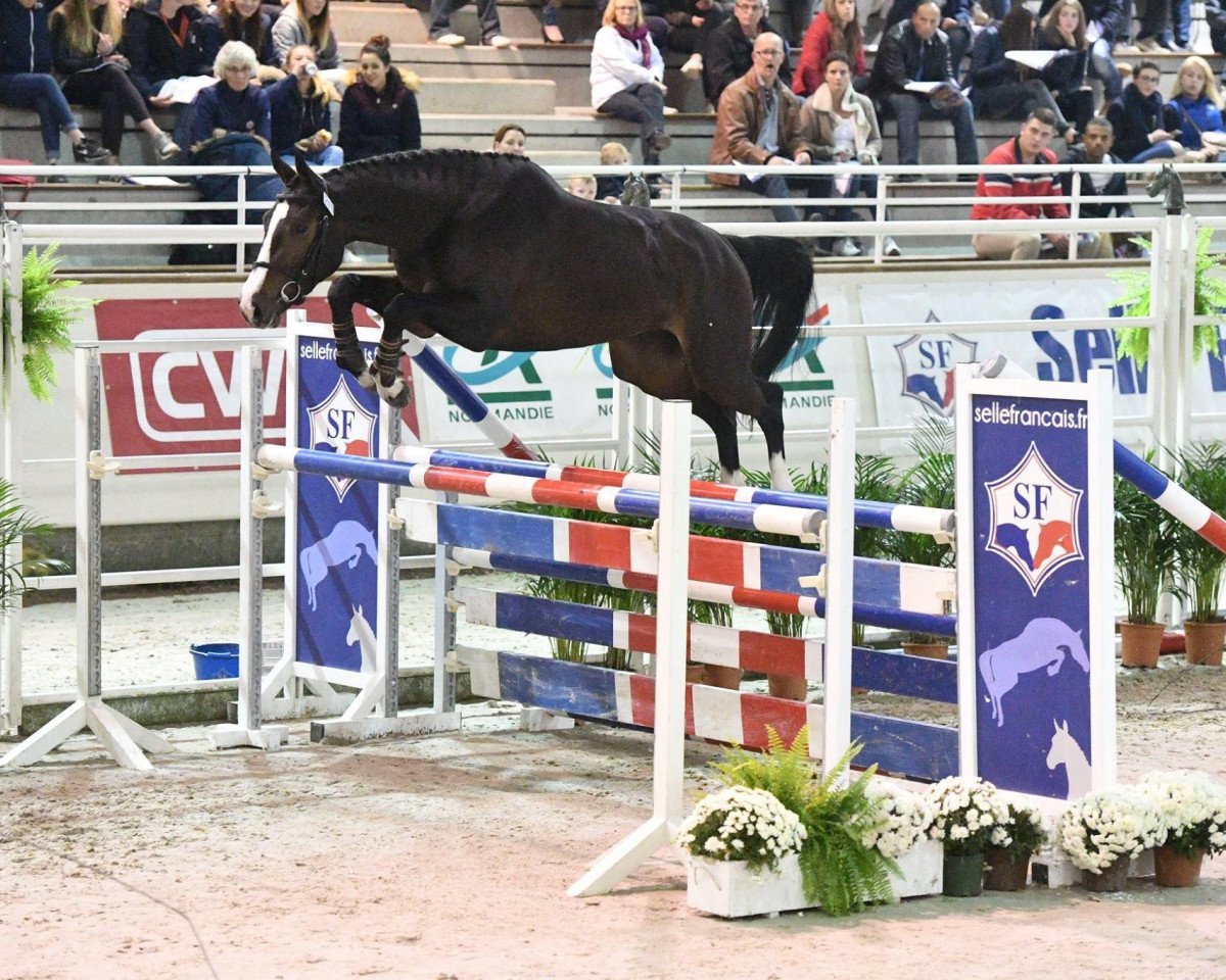 stallion Filou de Hus (Selle Français, 2015, from Balou du Rouet)
