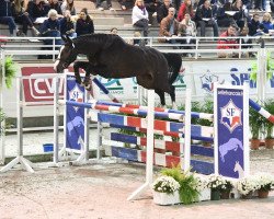 stallion Filou de Hus (Selle Français, 2015, from Balou du Rouet)