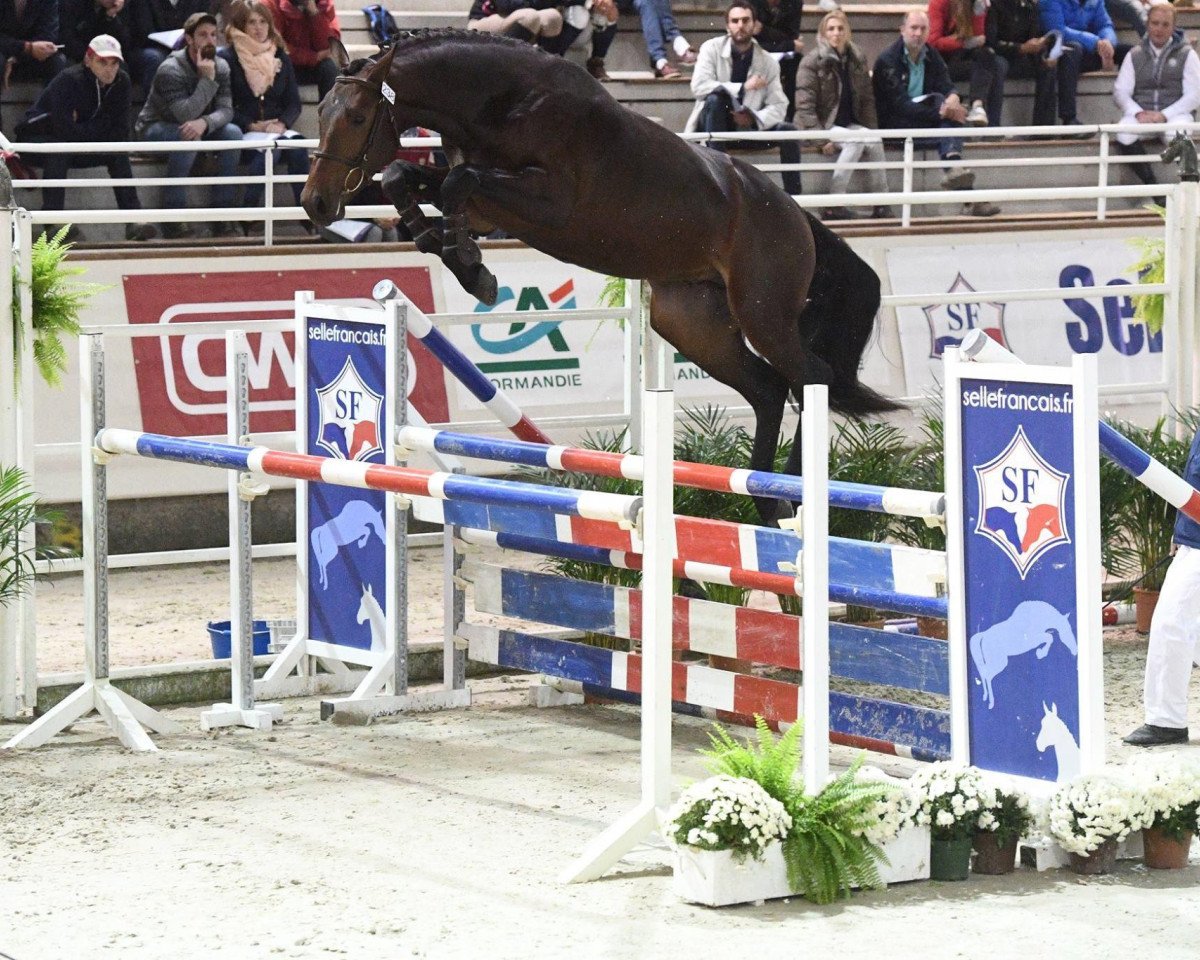 stallion Follow The Music (Selle Français, 2015, from Cornet Obolensky)