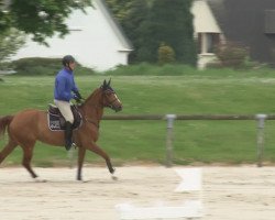 Springpferd Bilirubine de Vains (Selle Français, 2011, von Jasper Bleu)