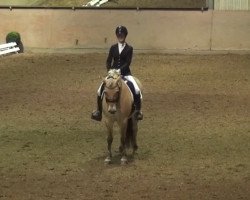 dressage horse Heraklio (Fjord Horse, 2003, from Hisco)