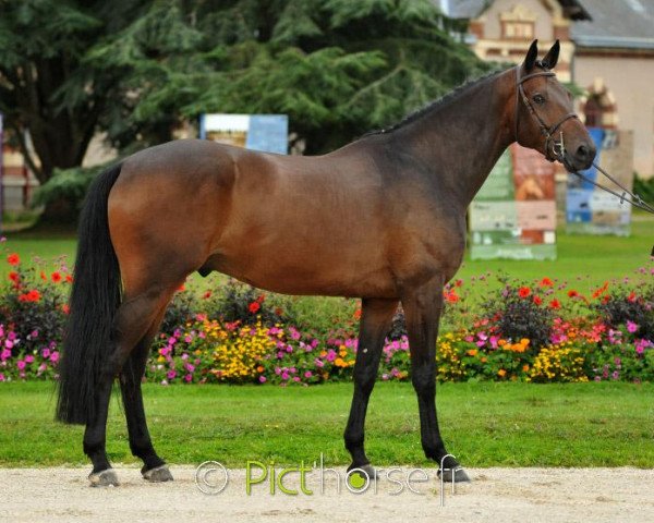 stallion Cyclone de Vains (Selle Français, 2012, from Lux Z)