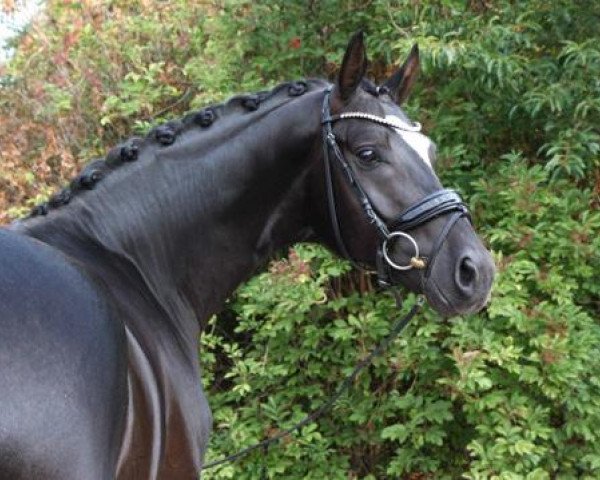dressage horse Fürsten-Diamant (Oldenburg, 2016, from Fürsten-Look)