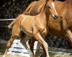 Dressurpferd Cosmo Spezial (Deutsches Reitpony, 2020, von DSP Cosmo Royale)