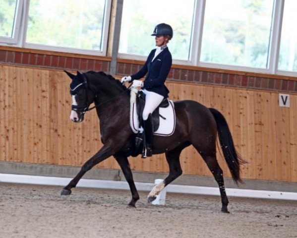dressage horse GAW Vercelli (German Riding Pony, 2015, from Valido's Highlight)