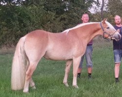 Zuchtstute Rosalie (Haflinger, 2017, von Strippoker)