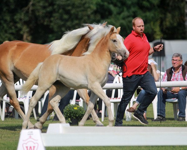 Dressurpferd Stella - Royal (Haflinger, 2020, von Stano)