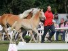 dressage horse Stella - Royal (Haflinger, 2020, from Stano)