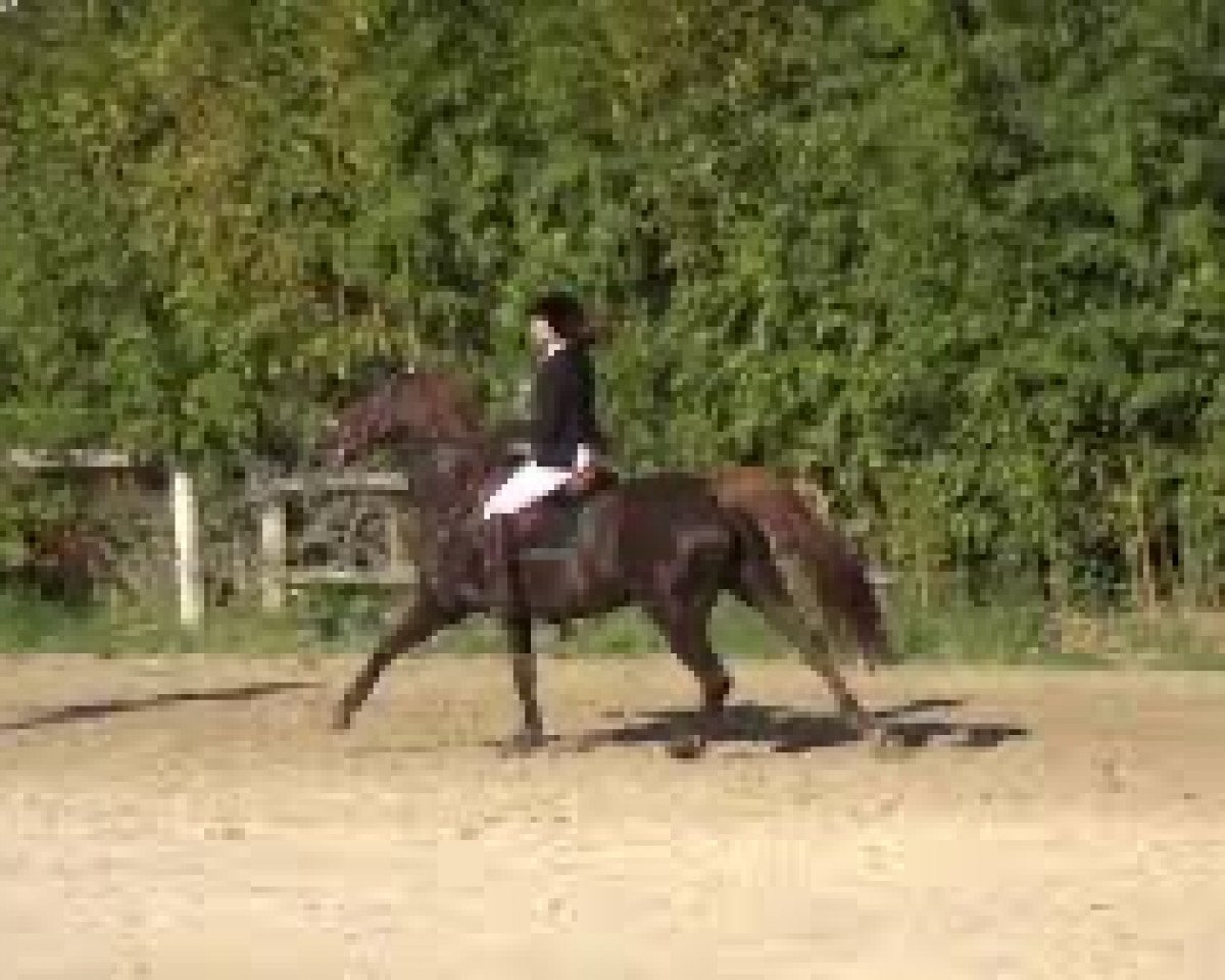 Springpferd Berenice de Vains (Selle Français, 2011, von Allegreto)