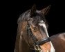 dressage horse Bacio Bellini (Westphalian, 2011, from Balous Bellini)