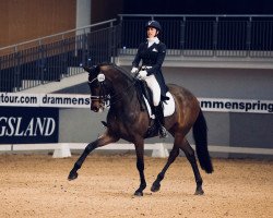 dressage horse Decision (KWPN (Royal Dutch Sporthorse), 2008, from Uphill)