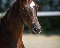 jumper Donaro von Gurbrü (Swiss Warmblood, 2019, from Don van het Parelshof Z)