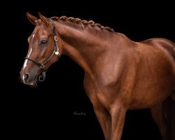 broodmare First Lady FS (Hanoverian, 2015, from Fuechtels Floriscount OLD)