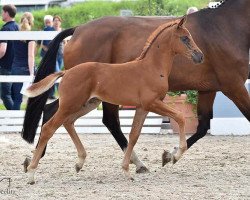 broodmare Texicana Salsa (Oldenburg, 2020, from Fynch Hatton)