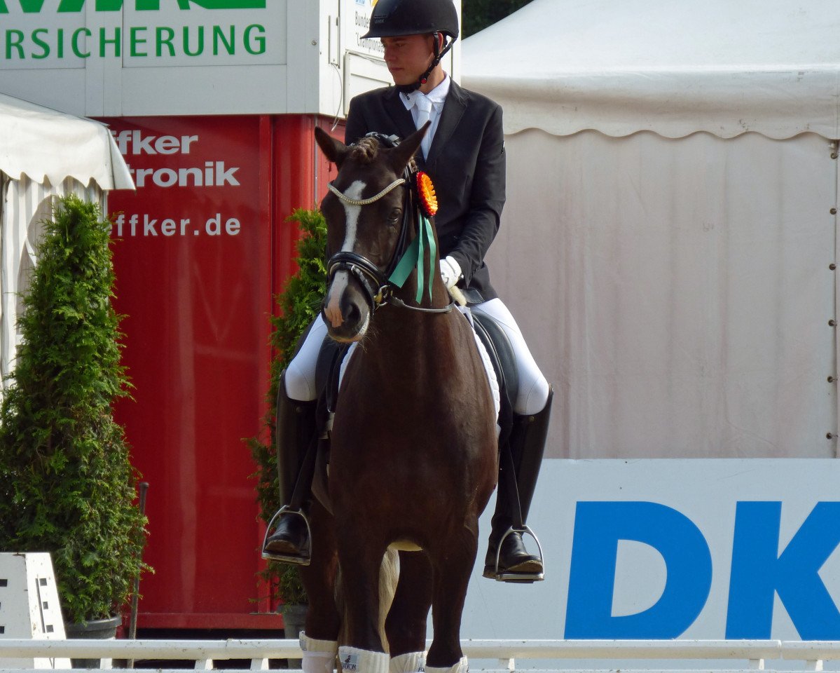 dressage horse Charlie Sheen 5 (German Riding Pony, 2013, from Coldplay)