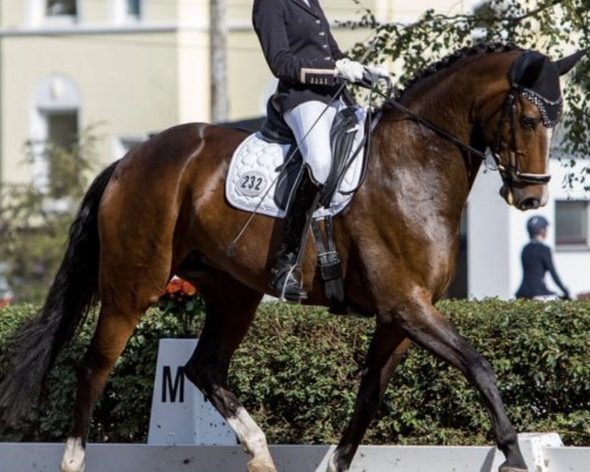 broodmare Liselotte 27 (Hanoverian, 2013, from Londontime)