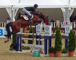 stallion Mister Albfuehren (Oldenburg show jumper, 2012, from Albfuehren's Memphis)