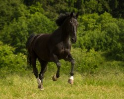 Pferd Gentleman 198 (Hannoveraner, 2000, von Graf Grannus)