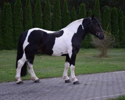 Pferd Latek (Polnisches Kaltblut, 2017)