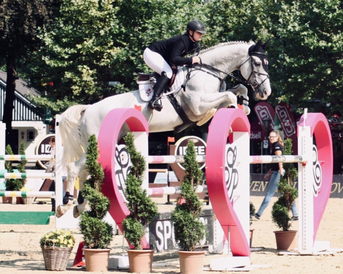 Springpferd Atc's Shanghai G (Hannoveraner, 2006, von Salito)