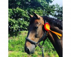 jumper Kovboj (Latvian Warmblood, 2008, from Kalvadoss)