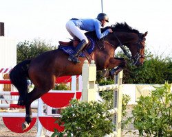 jumper Varon 5 (KWPN (Royal Dutch Sporthorse), 2009, from Veron)