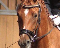 dressage horse Qué Bonito 3 (German Sport Horse, 2013, from Quadroneur)