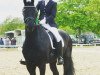 dressage horse Thoma van de Batouwe (KWPN (Royal Dutch Sporthorse), 0000, from Brend)