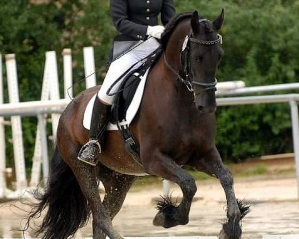 dressage horse Melle fan Horp (Friese, 2004, from Thomas)