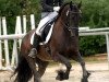 dressage horse Melle fan Horp (Friese, 2004, from Thomas)