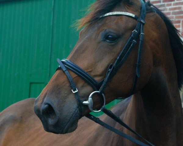 broodmare Edwina (Hanoverian, 2011, from Edward 28)