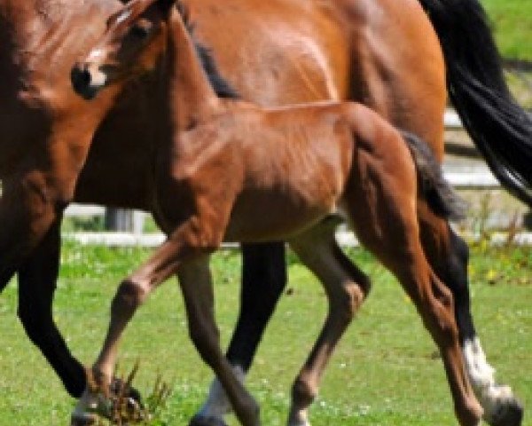 Springpferd Guayaquil Semilly (Selle Français, 2016, von Herald 3)