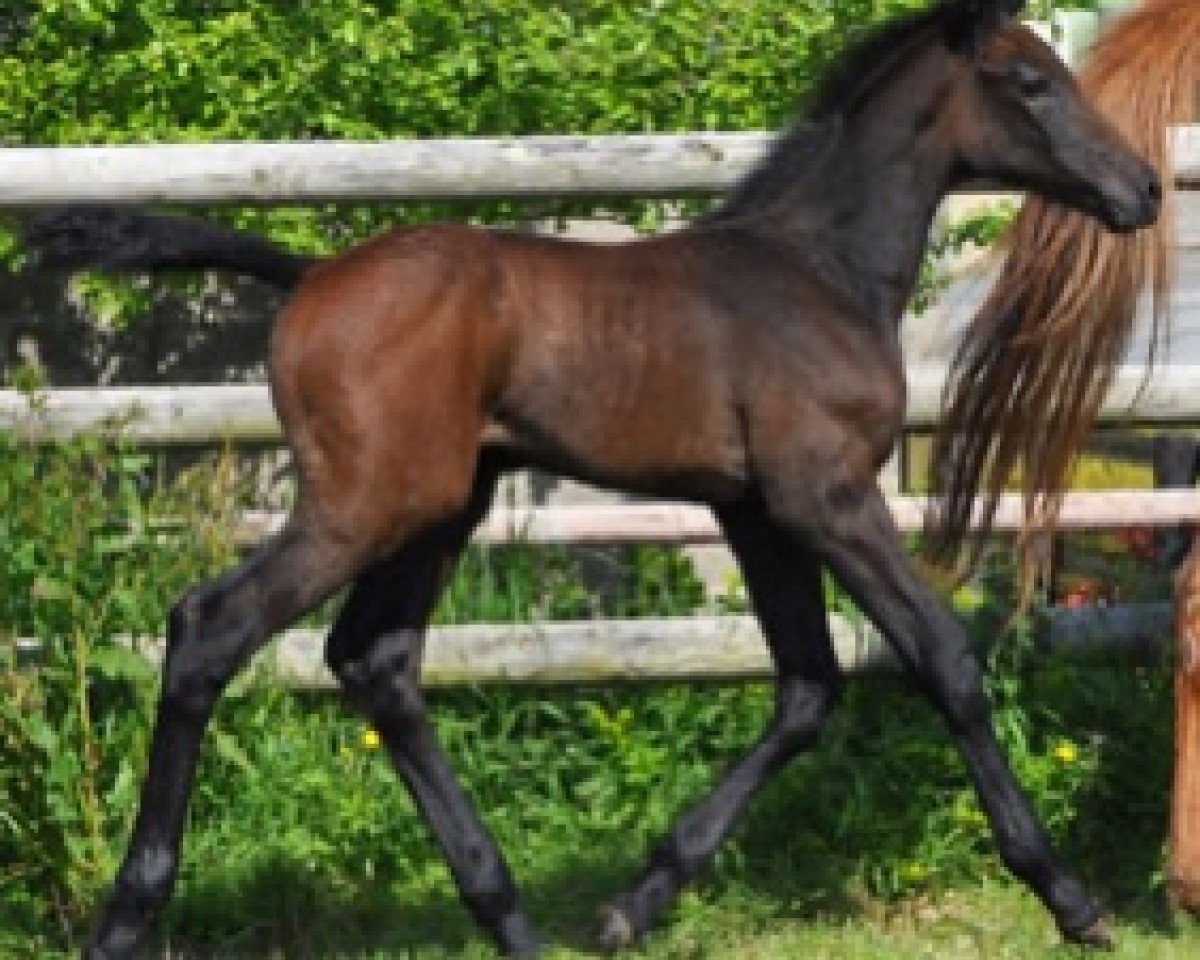 broodmare Guana Key Semilly (Selle Français, 2016, from Cornet Obolensky)