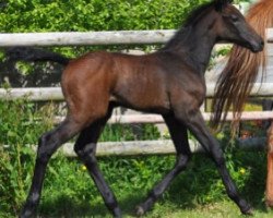 broodmare Guana Key Semilly (Selle Français, 2016, from Cornet Obolensky)