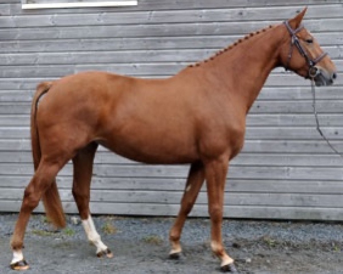 broodmare Groupie Semilly (Selle Français, 2016, from Andiamo Semilly)