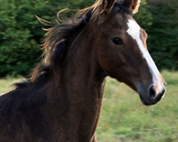 Springpferd Grazioso Semilly (Selle Français, 2016, von Tornesch)