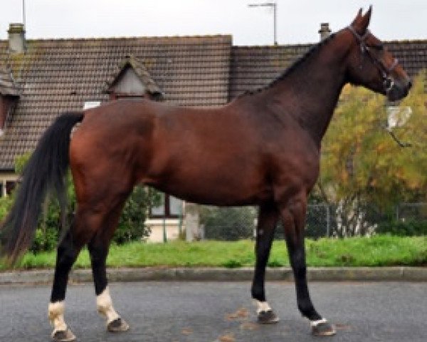 broodmare Good Feeling Semilly (Selle Français, 2016, from Kannan)